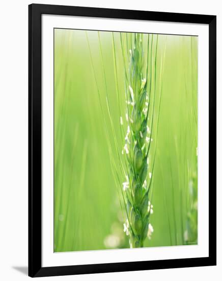 Wheat Flowers-null-Framed Photographic Print