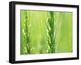 Wheat Flowers-null-Framed Photographic Print