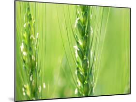 Wheat Flowers-null-Mounted Photographic Print