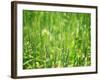 Wheat Flowers-null-Framed Photographic Print