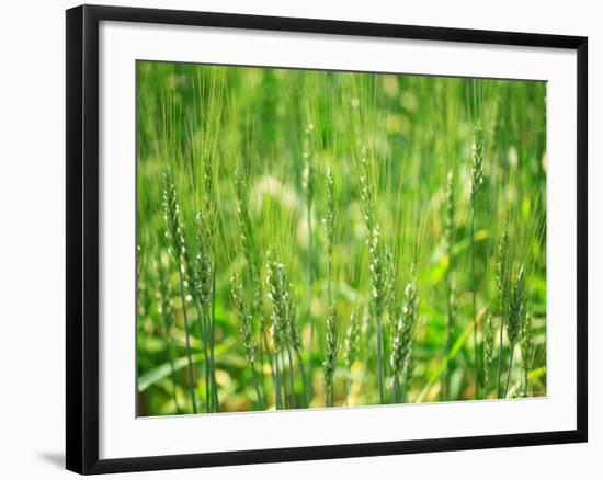 Wheat Flowers-null-Framed Photographic Print