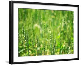 Wheat Flowers-null-Framed Photographic Print