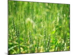Wheat Flowers-null-Mounted Photographic Print