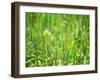 Wheat Flowers-null-Framed Photographic Print