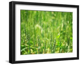 Wheat Flowers-null-Framed Photographic Print