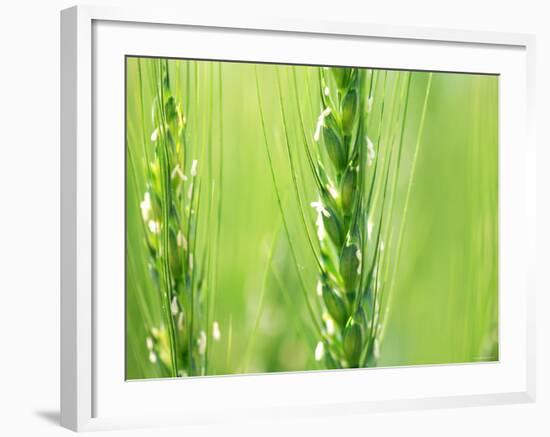 Wheat Flowers-null-Framed Photographic Print