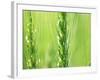 Wheat Flowers-null-Framed Photographic Print