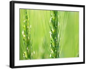 Wheat Flowers-null-Framed Photographic Print