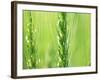 Wheat Flowers-null-Framed Photographic Print