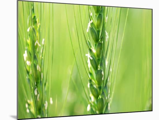 Wheat Flowers-null-Mounted Photographic Print