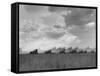 Wheat Harvest Time with Two Lines of Combines Lining Up in Field with Threatening Sky-Joe Scherschel-Framed Stretched Canvas