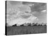 Wheat Harvest Time with Two Lines of Combines Lining Up in Field with Threatening Sky-Joe Scherschel-Stretched Canvas