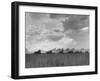 Wheat Harvest Time with Two Lines of Combines Lining Up in Field with Threatening Sky-Joe Scherschel-Framed Photographic Print