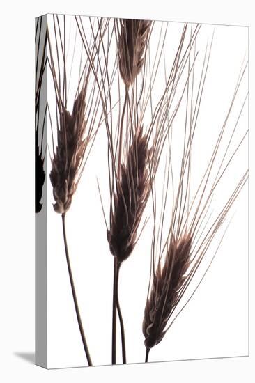 Wheat II-Monika Burkhart-Stretched Canvas