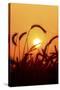 Wheat Plants in Silhouette-Richard T. Nowitz-Stretched Canvas