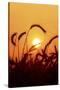 Wheat Plants in Silhouette-Richard T. Nowitz-Stretched Canvas