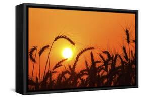 Wheat Plants in Silhouette-Richard T. Nowitz-Framed Stretched Canvas