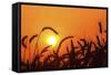Wheat Plants in Silhouette-Richard T. Nowitz-Framed Stretched Canvas