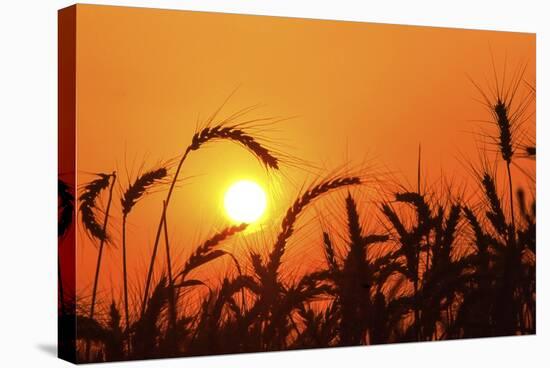 Wheat Plants in Silhouette-Richard T. Nowitz-Stretched Canvas