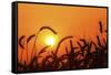 Wheat Plants in Silhouette-Richard T. Nowitz-Framed Stretched Canvas