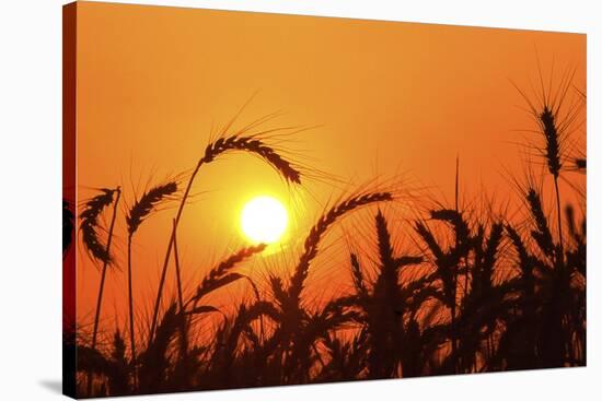 Wheat Plants in Silhouette-Richard T. Nowitz-Stretched Canvas