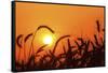 Wheat Plants in Silhouette-Richard T. Nowitz-Framed Stretched Canvas