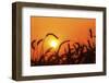 Wheat Plants in Silhouette-Richard T. Nowitz-Framed Premium Photographic Print