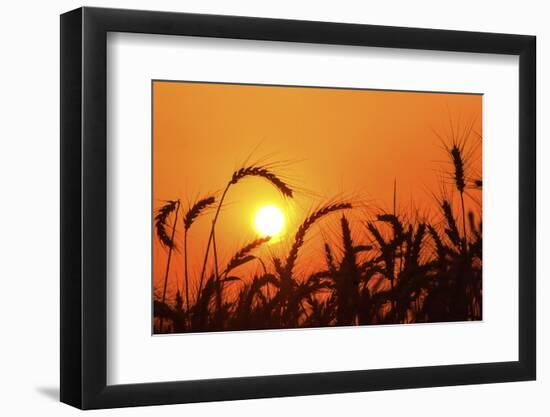 Wheat Plants in Silhouette-Richard T. Nowitz-Framed Premium Photographic Print