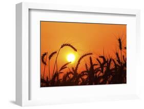 Wheat Plants in Silhouette-Richard T. Nowitz-Framed Premium Photographic Print