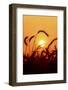 Wheat Plants in Silhouette-Richard T. Nowitz-Framed Photographic Print