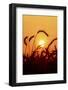 Wheat Plants in Silhouette-Richard T. Nowitz-Framed Photographic Print