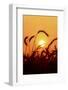 Wheat Plants in Silhouette-Richard T. Nowitz-Framed Photographic Print