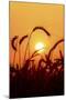 Wheat Plants in Silhouette-Richard T. Nowitz-Mounted Photographic Print