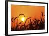 Wheat Plants in Silhouette-Richard T. Nowitz-Framed Photographic Print