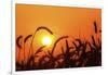 Wheat Plants in Silhouette-Richard T. Nowitz-Framed Photographic Print