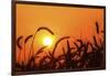 Wheat Plants in Silhouette-Richard T. Nowitz-Framed Photographic Print