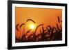 Wheat Plants in Silhouette-Richard T. Nowitz-Framed Photographic Print