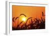 Wheat Plants in Silhouette-Richard T. Nowitz-Framed Photographic Print