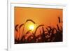 Wheat Plants in Silhouette-Richard T. Nowitz-Framed Photographic Print