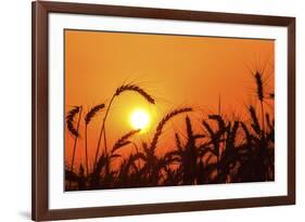 Wheat Plants in Silhouette-Richard T. Nowitz-Framed Photographic Print