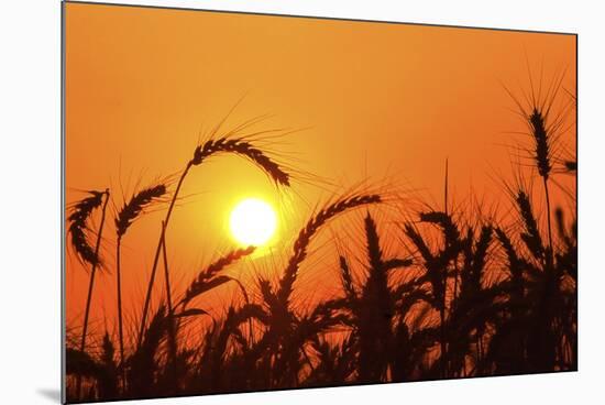 Wheat Plants in Silhouette-Richard T. Nowitz-Mounted Photographic Print