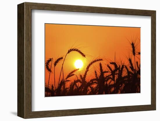 Wheat Plants in Silhouette-Richard T. Nowitz-Framed Photographic Print