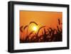 Wheat Plants in Silhouette-Richard T. Nowitz-Framed Photographic Print