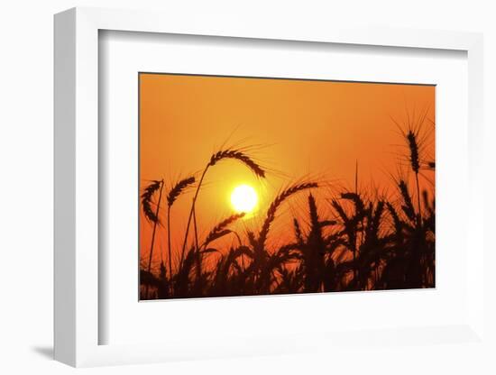 Wheat Plants in Silhouette-Richard T. Nowitz-Framed Photographic Print