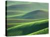 Wheat Springs in the Hills of the Palouse Country, Idaho, USA-Chuck Haney-Stretched Canvas