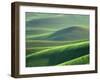 Wheat Springs in the Hills of the Palouse Country, Idaho, USA-Chuck Haney-Framed Premium Photographic Print