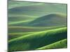 Wheat Springs in the Hills of the Palouse Country, Idaho, USA-Chuck Haney-Mounted Premium Photographic Print