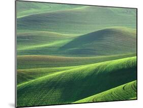Wheat Springs in the Hills of the Palouse Country, Idaho, USA-Chuck Haney-Mounted Premium Photographic Print