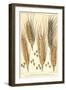 Wheat Stalks, 1900-null-Framed Giclee Print