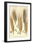 Wheat Stalks, 1900-null-Framed Giclee Print